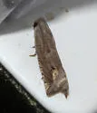 Minute Ragweed Borer - Hodges#3172.1 - photo 2