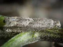 Minute Ragweed Borer - Hodges#3172.1 - photo 3