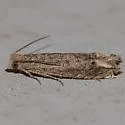 Minute Ragweed Borer - Hodges#3172.1 - photo 4