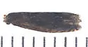 Minute Ragweed Borer - Hodges#3172.1 - photo 5