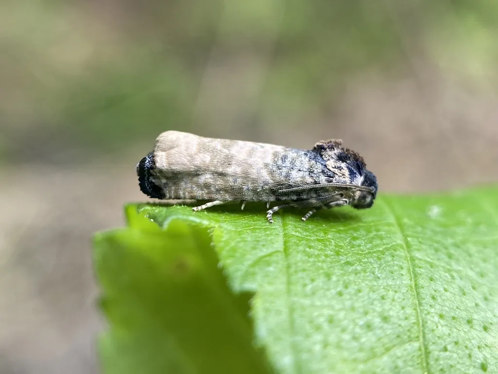 Blue-washed Goldenrod Borer - Hodges#3189 - photo 2