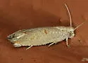 Epiblema praesumptiosa - Hodges#3176 - Epiblema praesumptiosa