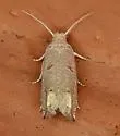Epiblema praesumptiosa - Hodges#3176 - photo 2