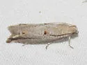 Epiblema praesumptiosa - Hodges#3176 - photo 3