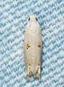 Epiblema praesumptiosa - Hodges#3176 - photo 4