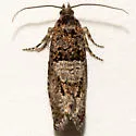 Epiblema radicana - Hodges#3195 - photo 2