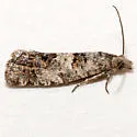Epiblema resumptana - Hodges#3205