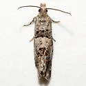 Epiblema resumptana - Hodges#3205 - photo 2