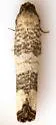Epiblema rudei - Hodges#3191