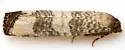 Epiblema rudei - Hodges#3191 - photo 2