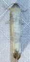 Epiblema rudei - Hodges#3191 - photo 3