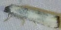 Epiblema rudei - Hodges#3191 - photo 4