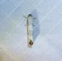 Epiblema rudei - Hodges#3191 - photo 5