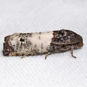 Goldenrod Gall Moth - Hodges#3186 - photo 2