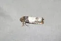Goldenrod Gall Moth - Hodges#3186 - photo 3