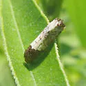 Goldenrod Gall Moth - Hodges#3186 - photo 4
