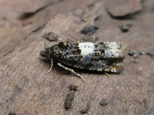 Epiblema scutulana agg. - photo 2