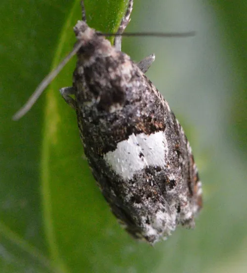 Epiblema scutulana agg. - photo 3