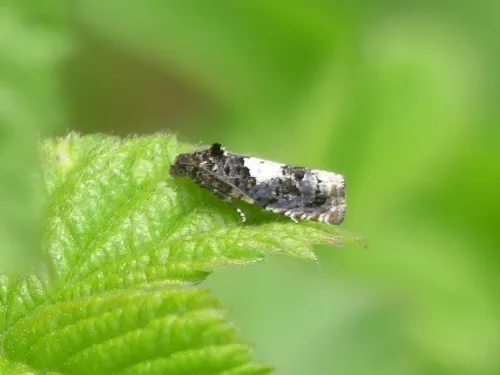 Epiblema scutulana agg. - photo 4
