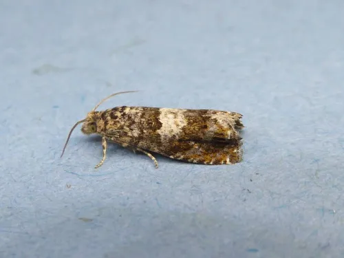 Epiblema scutulana agg. - photo 5