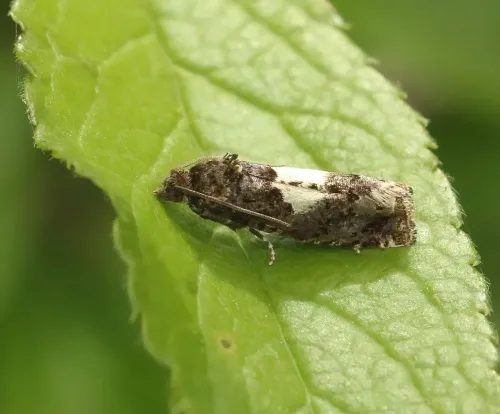 Epiblema scutulana agg. - photo 6