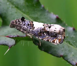 Epiblema scutulana - photo 2