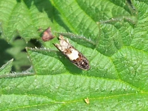 Epiblema scutulana - photo 3