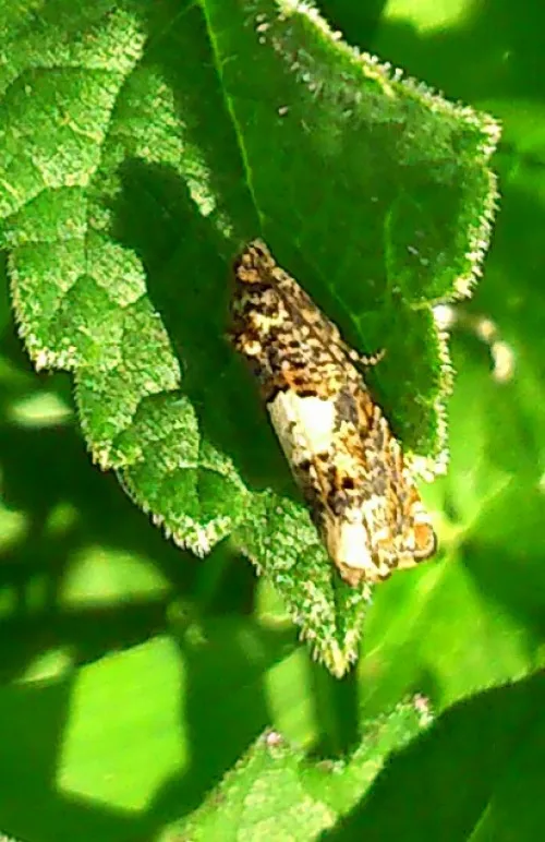 Epiblema scutulana - photo 4