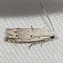 Epiblema separationis - Hodges#3177 - photo 2