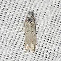 Epiblema separationis - Hodges#3177 - photo 3