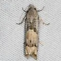 Epiblema sosana - Hodges#3180 - photo 2