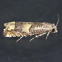 Epiblema sosana - Hodges#3180 - photo 3