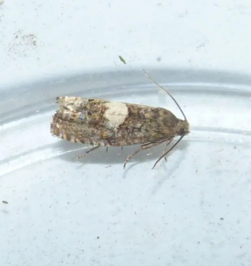 Epiblema sticticana - photo 2