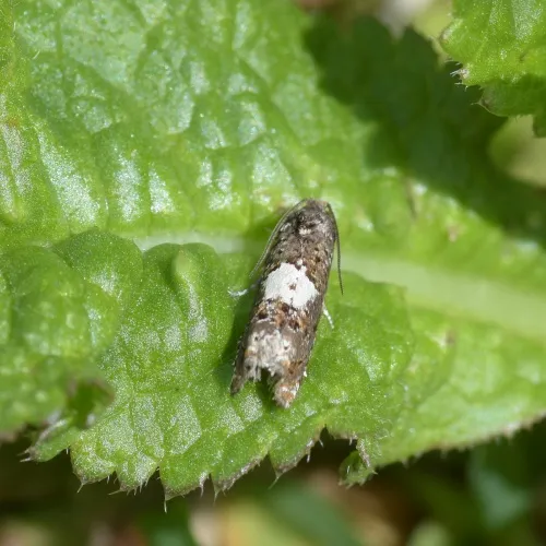 Epiblema sticticana - photo 3