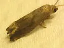 Ragweed Borer - Hodges#3172 - photo 2