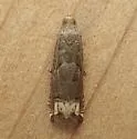 Ragweed Borer - Hodges#3172 - photo 3