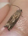 Ragweed Borer - Hodges#3172 - photo 4