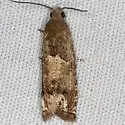 Ragweed Borer - Hodges#3172 - photo 5