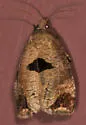 Epiblema tandana - Hodges#3204 - Epiblema tandana