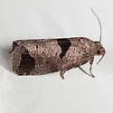 Epiblema tandana - Hodges#3204 - photo 2