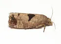 Epiblema tandana - Hodges#3204 - photo 3