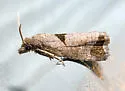 Epiblema tandana - Hodges#3204 - photo 4