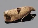 Epiblema tandana - Hodges#3204 - photo 5