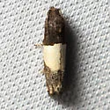 Tripartite Epiblema - Hodges#3184 - photo 4