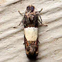 Tripartite Epiblema - Hodges#3184 - photo 5
