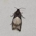 Epiblema vargoana - Hodges#3186.1 - photo 2