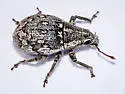 Epicaerus formidolosus
