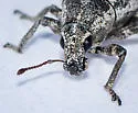 Epicaerus formidolosus - photo 2