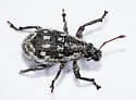 Epicaerus formidolosus - photo 3