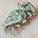 Epicaerus formidolosus - photo 4